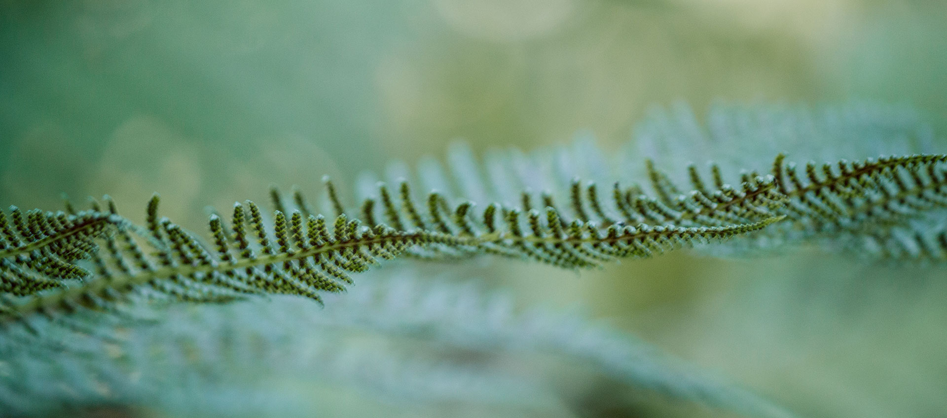 Close up of a fern