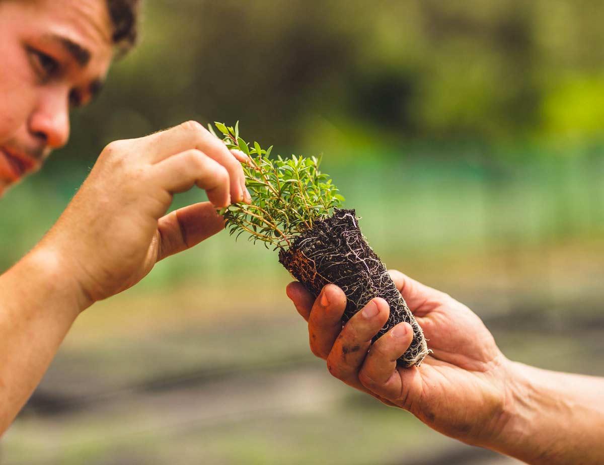 man touches herb seedling